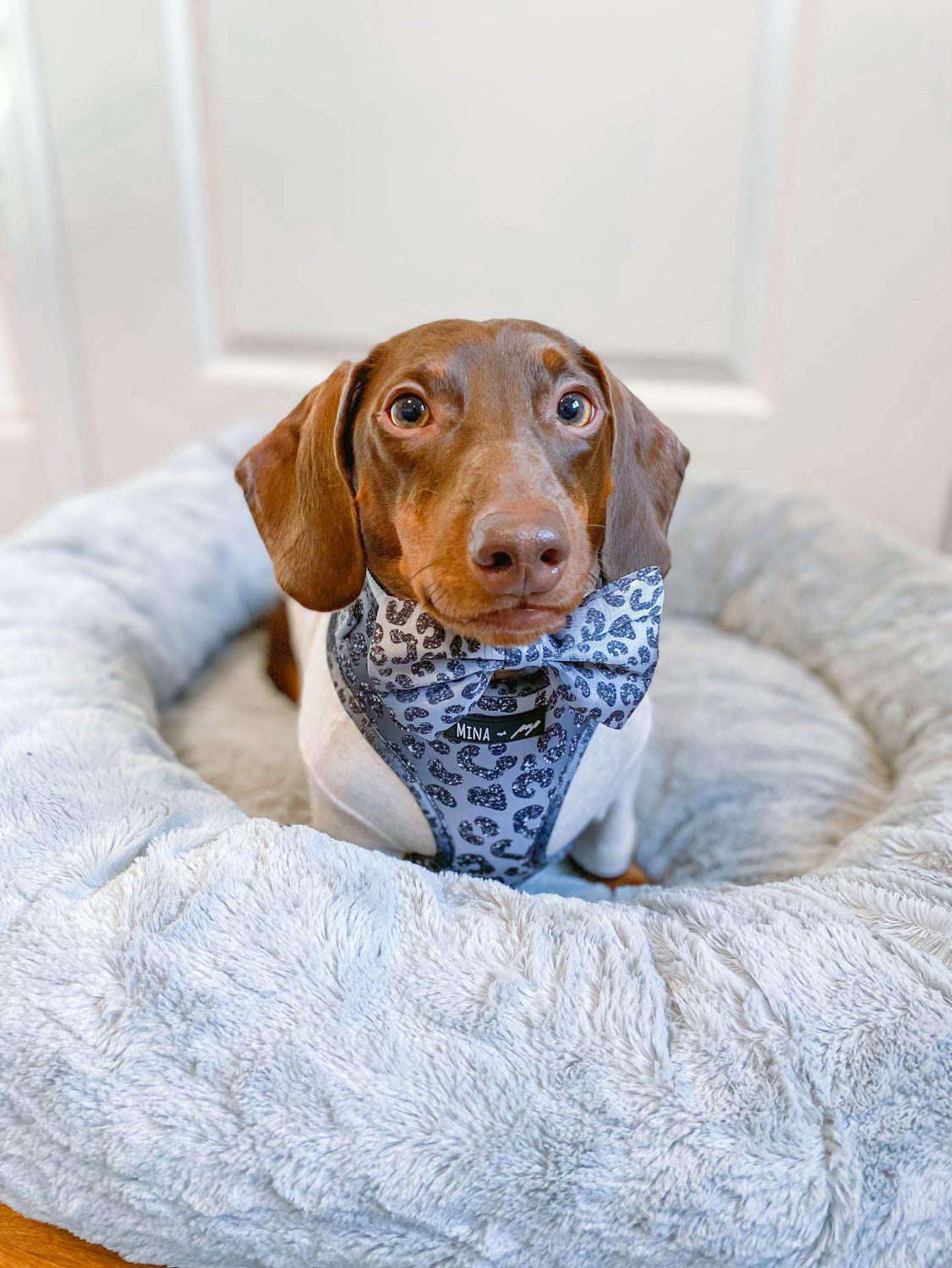 YOU’RE SO GLAM BOW TIE DOG CAT SILVER OMBRE
