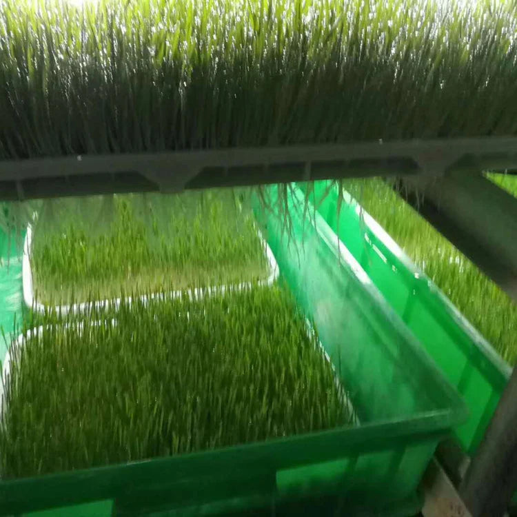 Automatic Growing Cucumbers Seed to Fruits Seedling Planting Machine