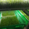 Automatic Growing Cucumbers Seed to Fruits Seedling Planting Machine